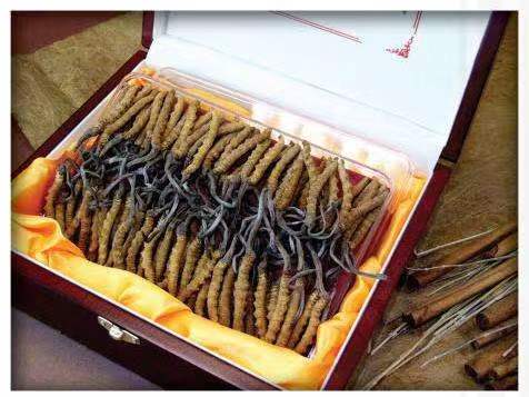 资兴冬虫夏草回收